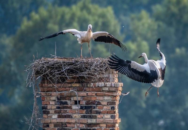 Professional Chimney Animal Removal Services in Clawson, Michigan