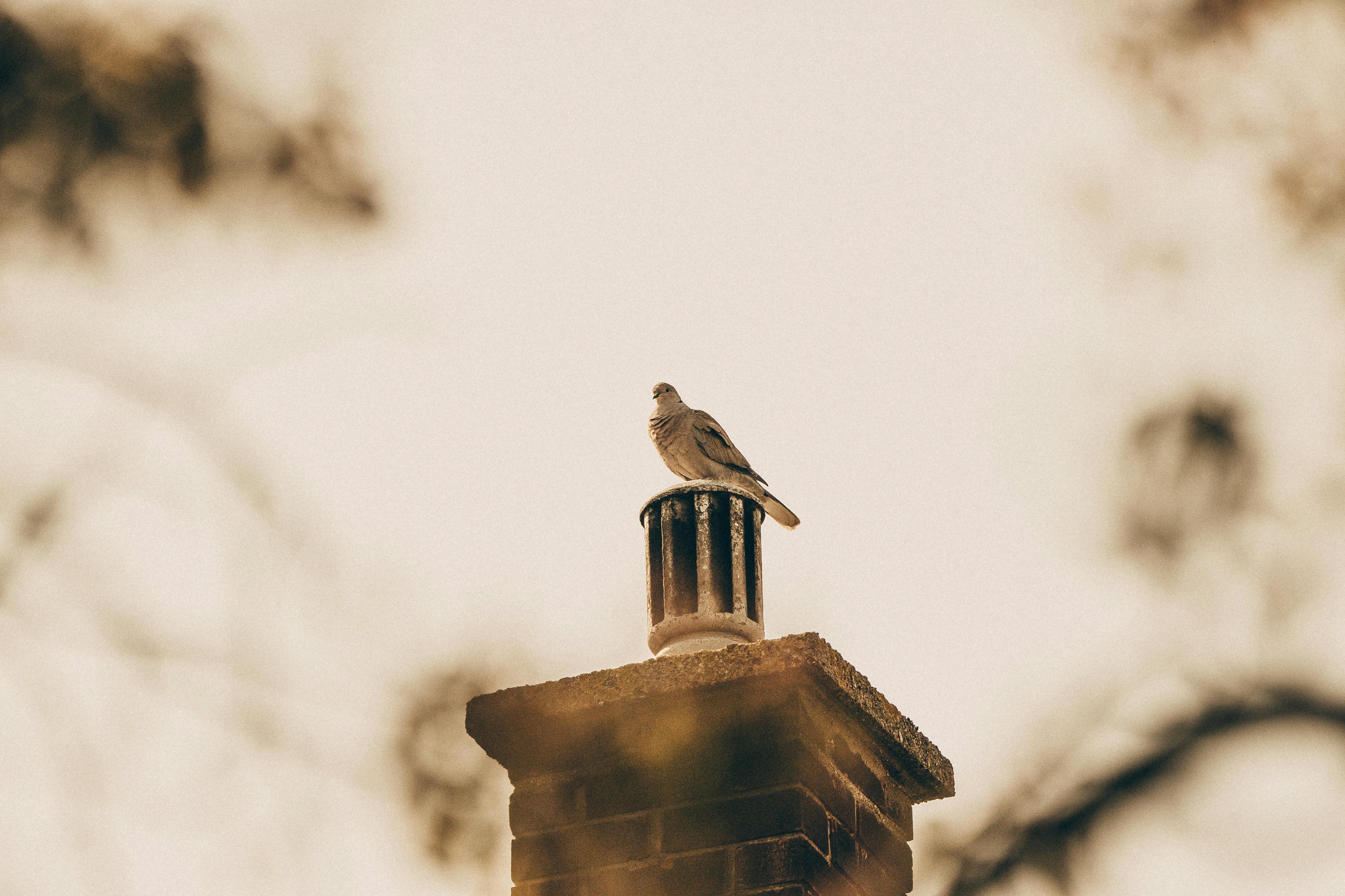 Professional Chimney Cap and Damper In Clawson Michigan